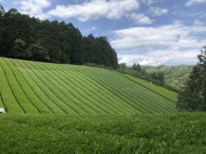 茶畑の緑のグラデーション