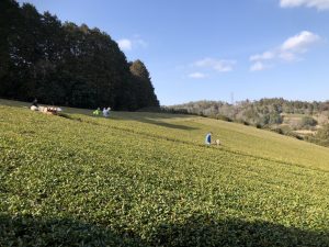 冬の茶畑
