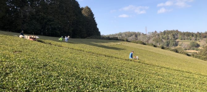 冬の茶畑－今は県内の人だけ参加可能ですー